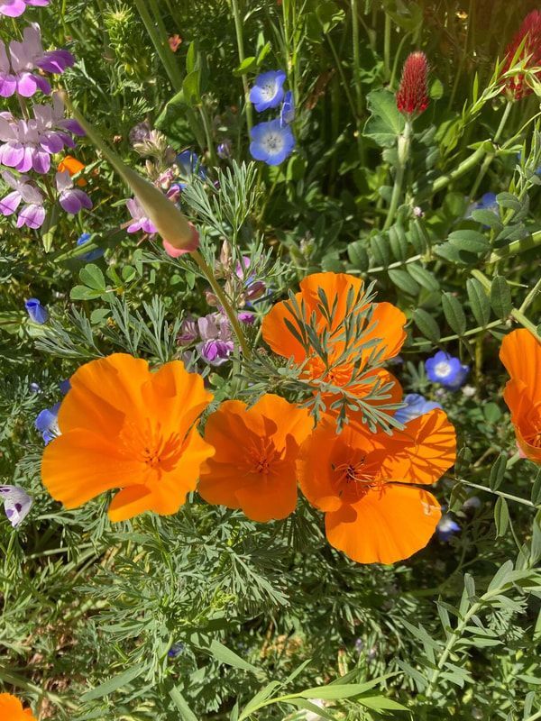 A bunch of orange flowers are growing in a field.