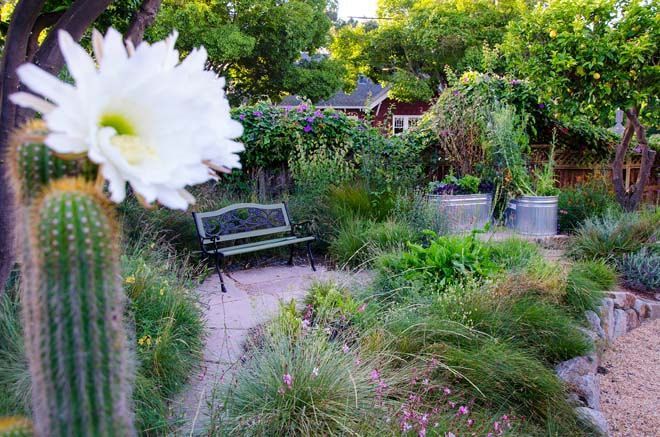 A white flower is growing next to a cactus in a garden.