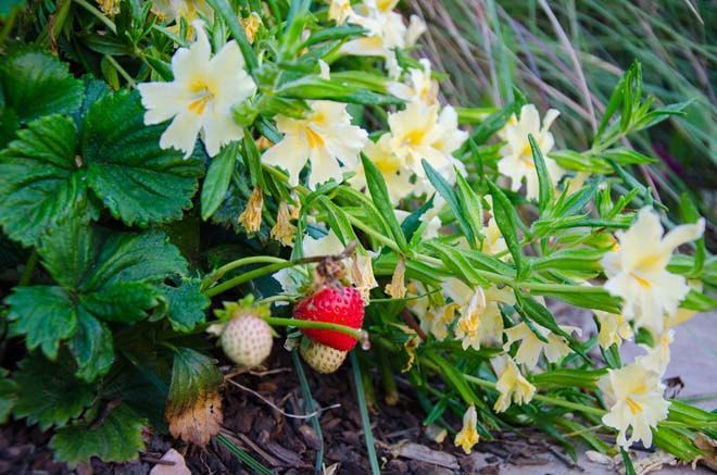 A strawberry is growing on a plant with yellow flowers.