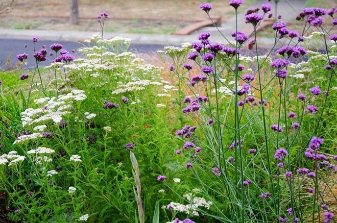 A bunch of purple and white flowers are growing in a garden.