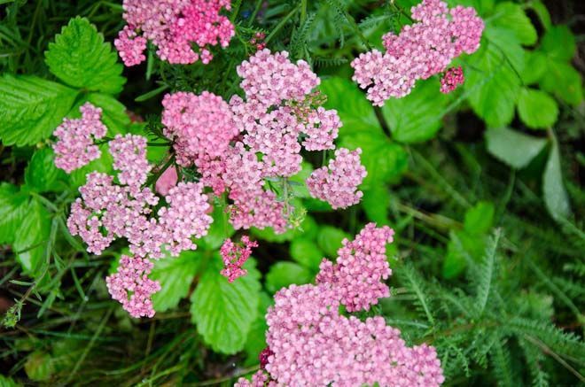 A bunch of pink flowers are growing in the grass.