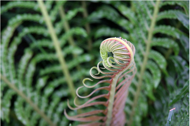 A close up of a fern with a spiral growing out of it.