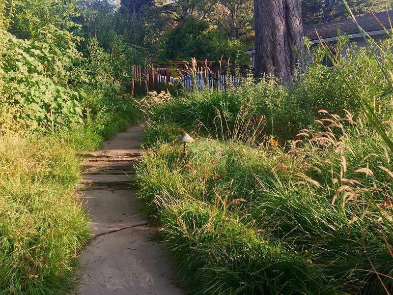 A path surrounded by tall grass and trees leading to a house.