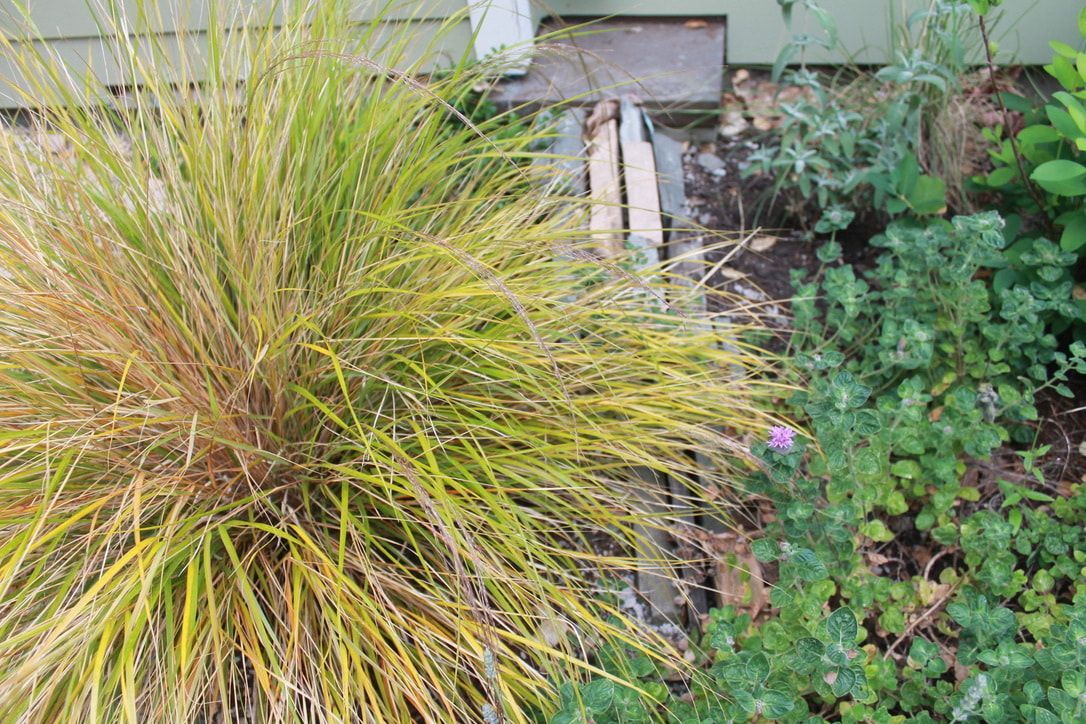 A small plant is growing in a garden next to a wooden walkway.