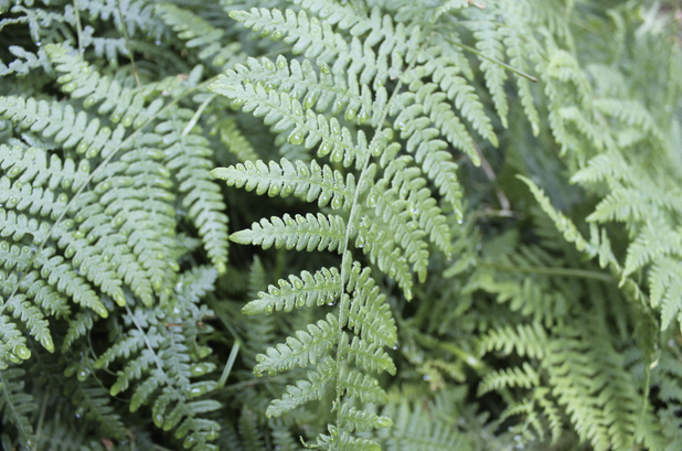 A close up of a fern plant with green leaves