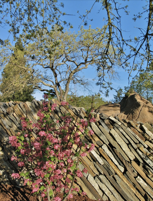 A stone wall with pink flowers in front of it