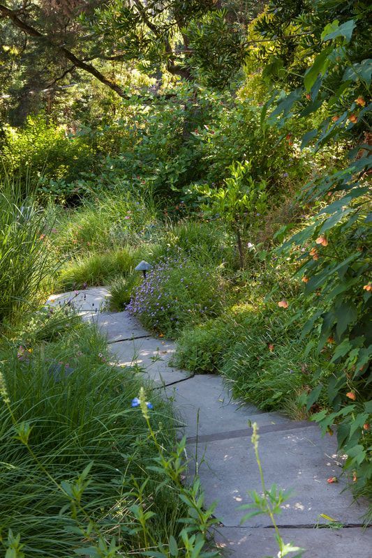 A stone path in the middle of a lush green forest.