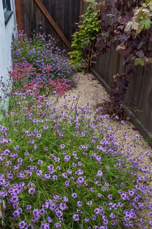 A garden filled with purple and pink flowers next to a wooden fence.