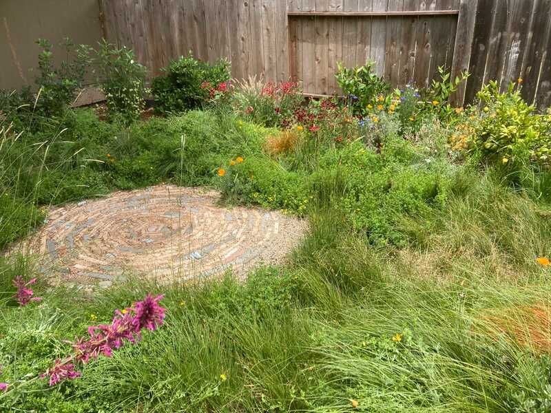 A lush green garden with a wooden fence in the background.