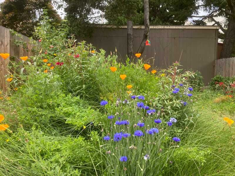 A garden filled with lots of flowers and plants