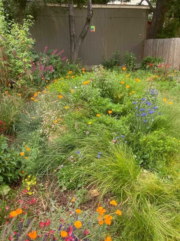 A garden filled with lots of flowers and plants.