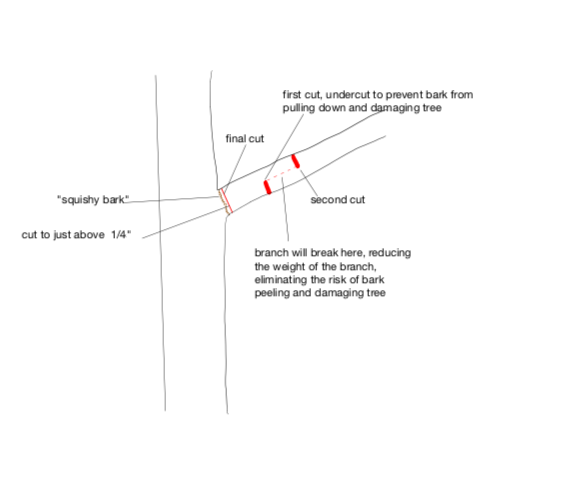 A diagram showing how to cut a tree branch