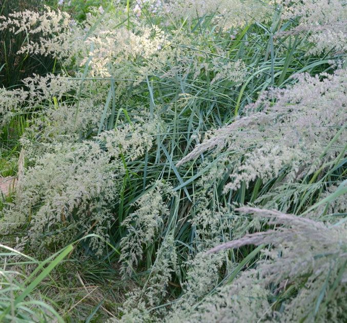 A field of tall grass with white flowers and green leaves