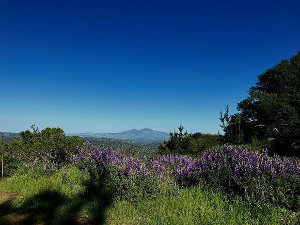 A field of purple flowers with mountains in the background on a sunny day.