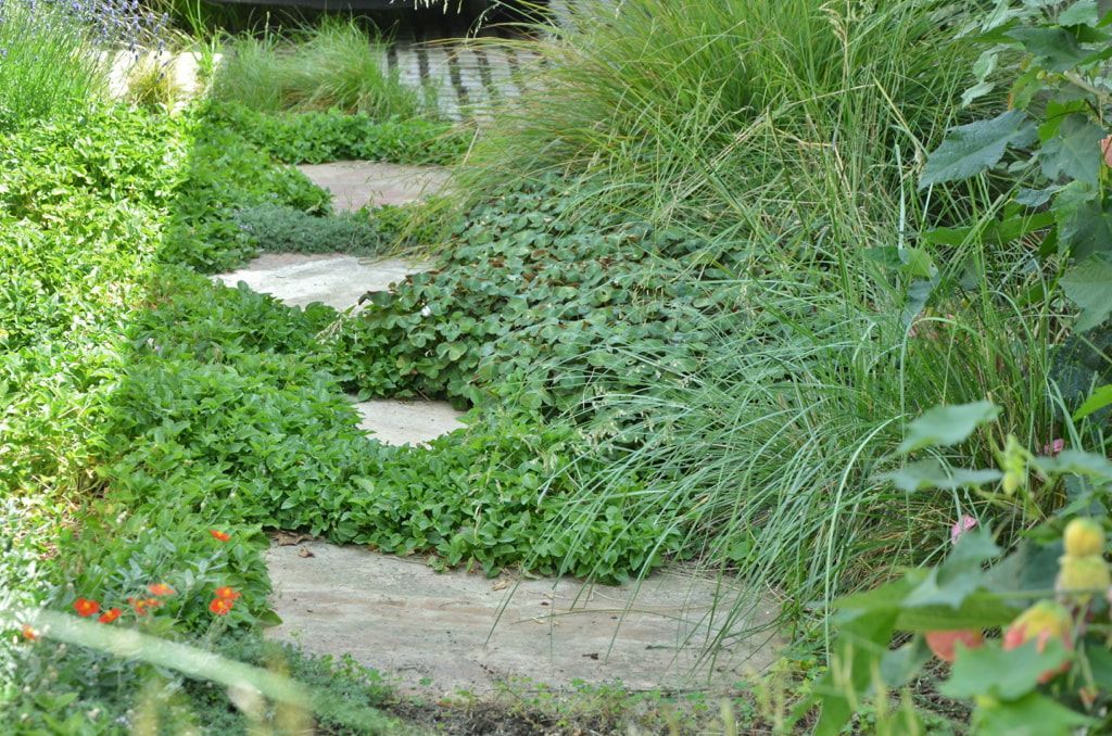 A stone walkway in a garden surrounded by plants and flowers.