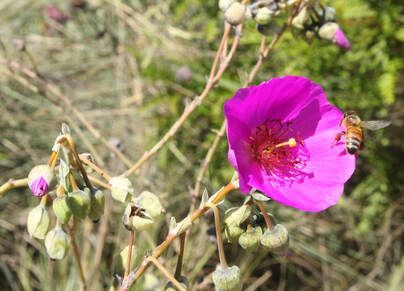 A close up of a purple flower with a bee on it.