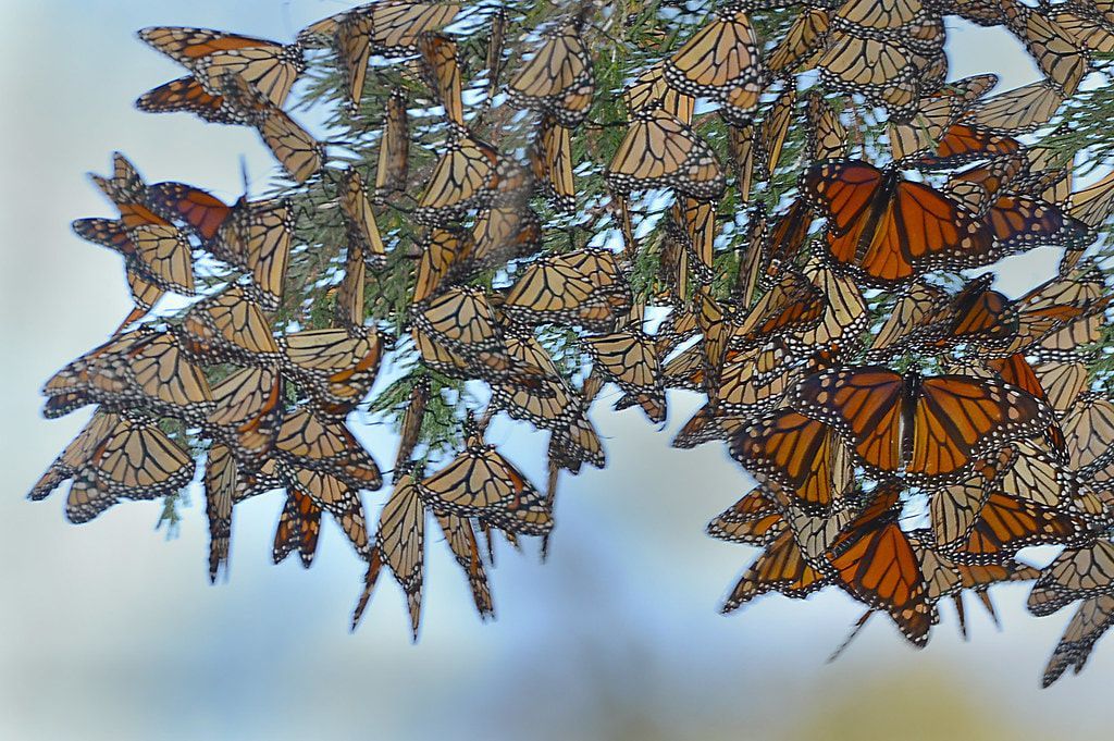 A bunch of butterflies are hanging from a tree branch