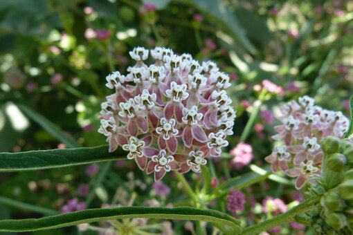 A close up of a pink and white flower on a plant.