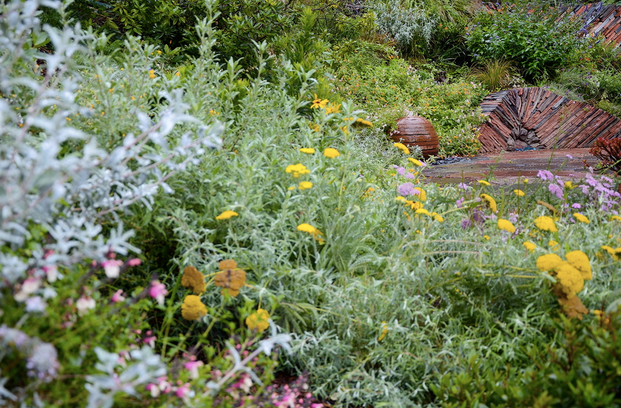 A garden filled with lots of flowers and plants.