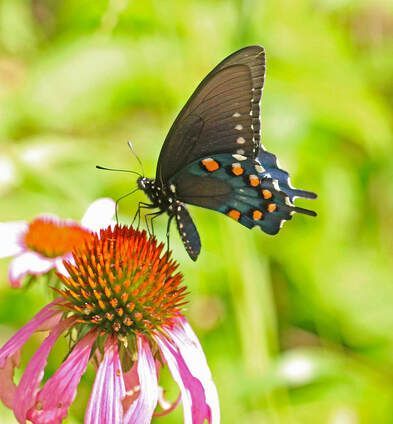 A butterfly is sitting on top of a pink flower