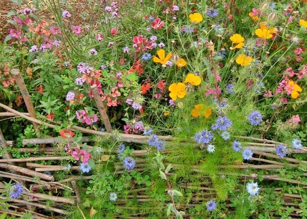 A wicker fence surrounded by colorful flowers in a garden.