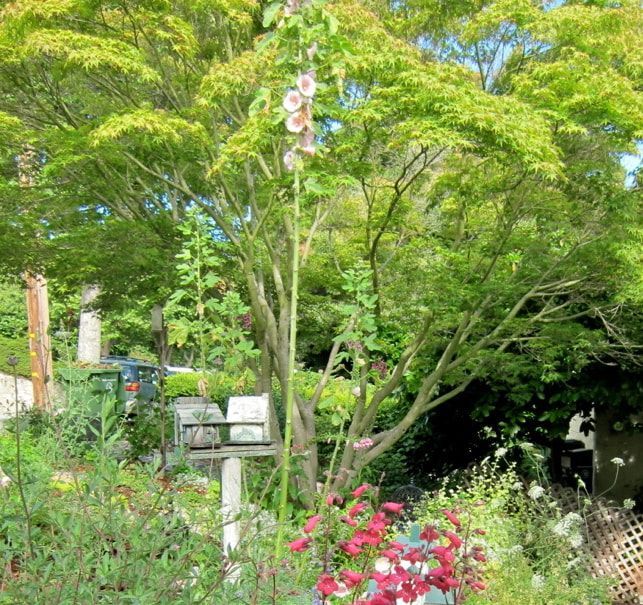 A tree with a bunch of flowers growing out of it