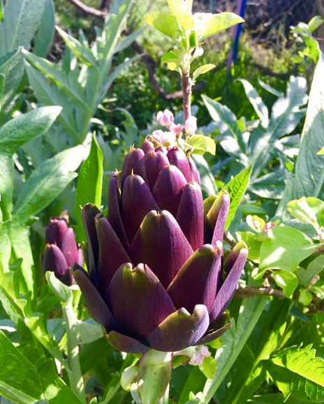 A purple flower is surrounded by green leaves