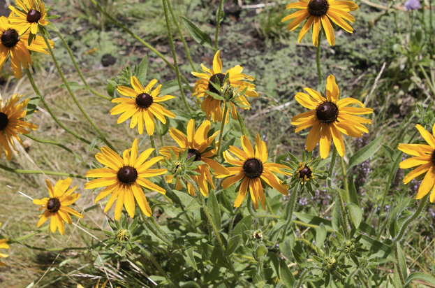 A bunch of yellow flowers with black centers are growing in the grass.