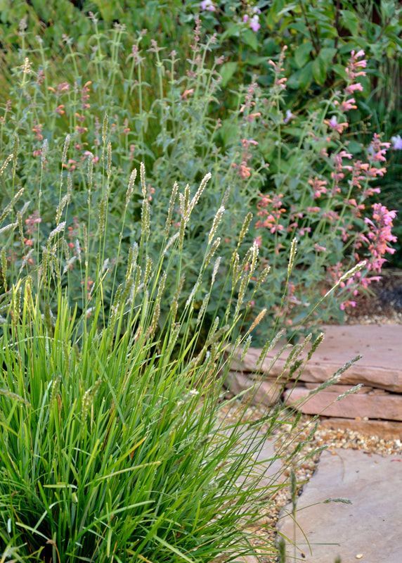 A garden with lots of plants and flowers and a stone walkway.