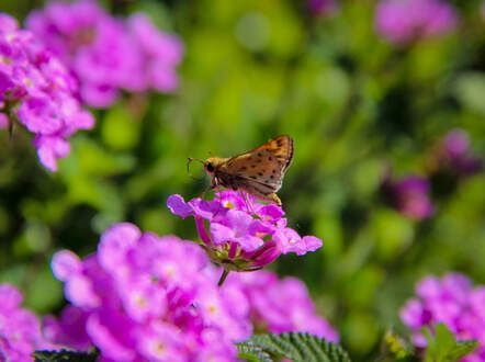 A butterfly is sitting on a purple flower.