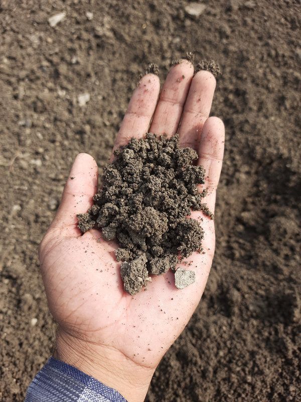 A person is holding a pile of dirt in their hand.