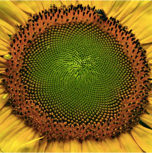 A close up of a sunflower with a green center