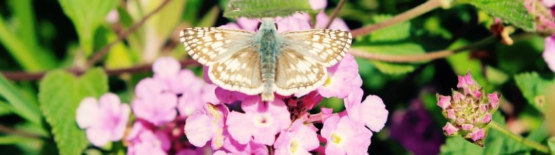 A butterfly is sitting on top of a pink flower.