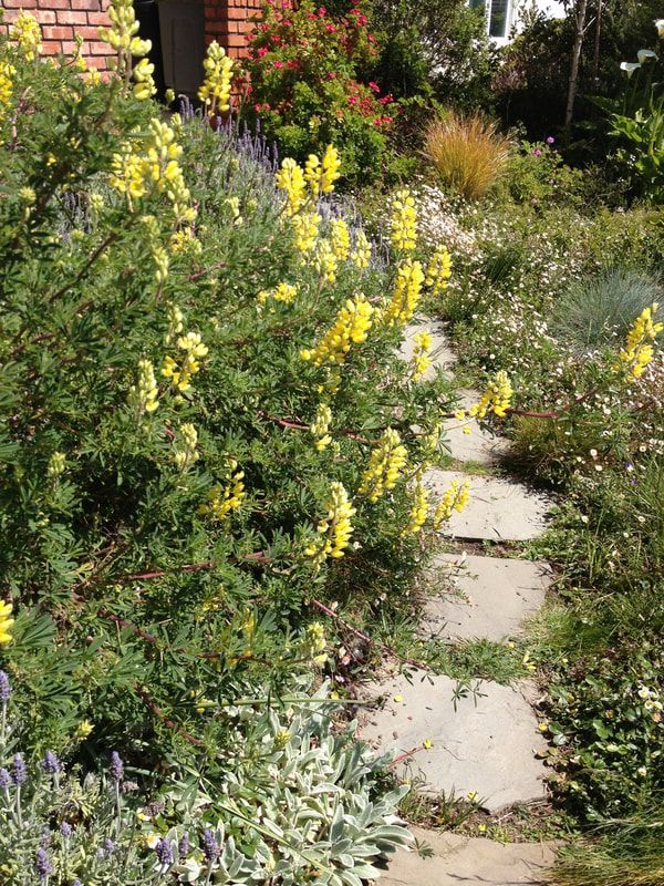 A stone walkway in a garden with yellow flowers