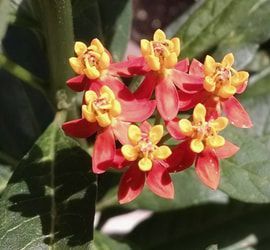 A bunch of red and yellow flowers are growing on a plant