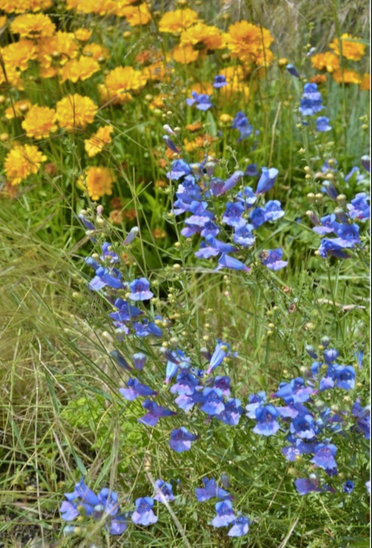 Three bowls filled with rocks and flowers are sitting on the ground.