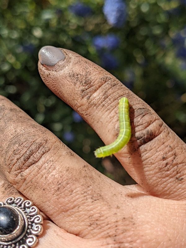 A person is holding a green caterpillar on their finger.