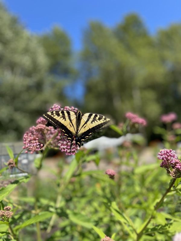 A butterfly is sitting on a pink flower in a garden.