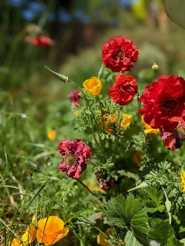 A bunch of red and yellow flowers are growing in the grass.