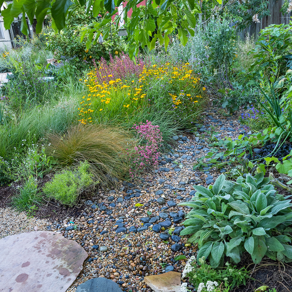 A garden filled with lots of plants and rocks