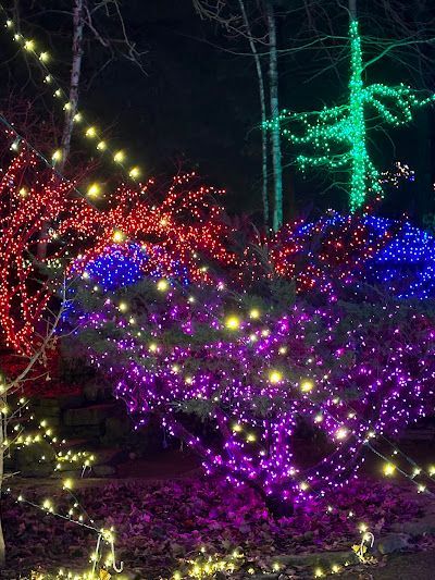 Trees and bushes illuminated with red, blue, green, and purple Christmas lights against a dark night sky.