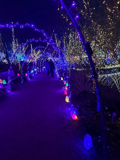 Pathway illuminated with purple and colorful lights at night.