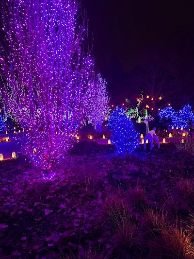 Night scene of trees illuminated with purple and blue lights. Ground has grass and scattered leaves.