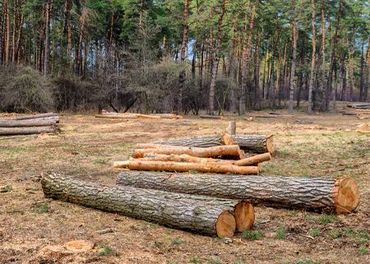 A white tree is sitting on top of a pile of logs in a field.