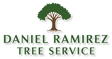 The logo for daniel ramirez tree service shows a tree with roots.