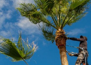 A man is cutting a palm tree with a chainsaw.