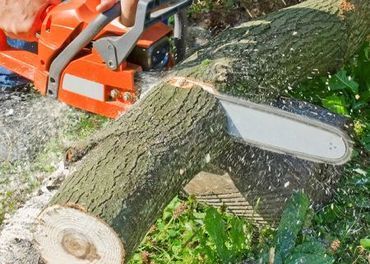 A person is cutting a tree with a chainsaw.