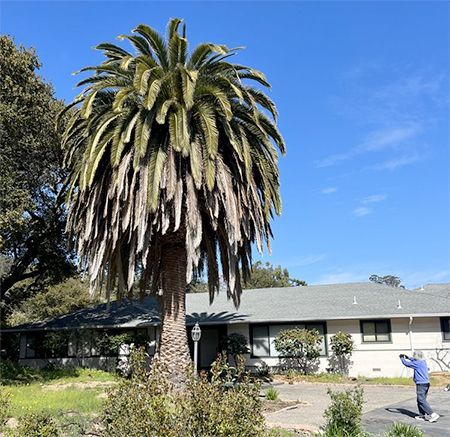 A palm tree in front of a house on a sunny day