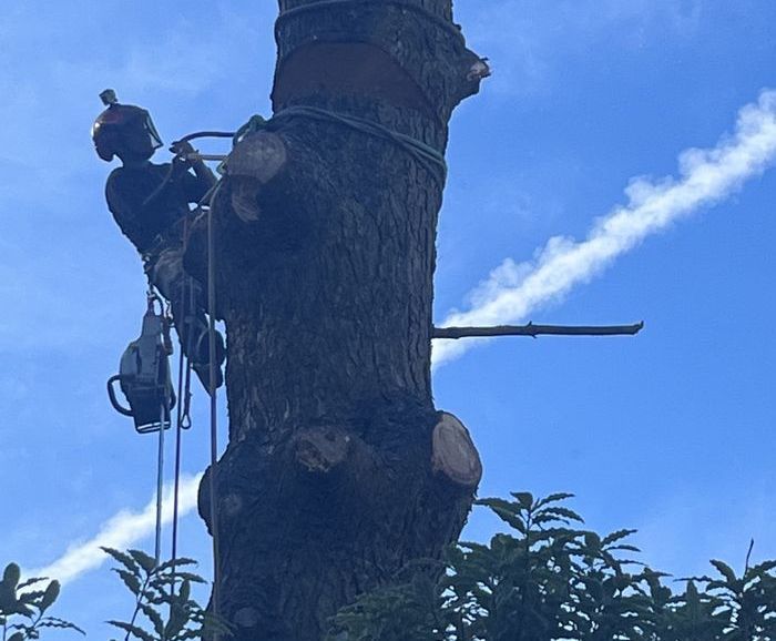 A man is climbing a tree with a chainsaw.