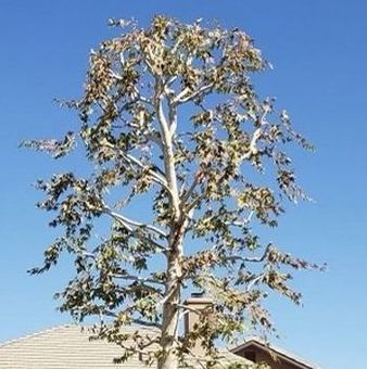 A tree in front of a house with a blue sky in the background